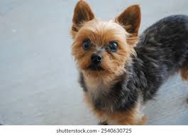 Image result for yorkshire haircut