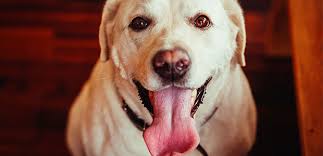 If your dog has kidney disease, he might cough up white foam and have trouble urinating, be lethargic, and experience disorientation. Why Is My Dog Coughing What Should I Do My Family Vets