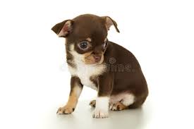 Check spelling or type a new query. 17 568 Brown Chihuahua Puppy Photos Free Royalty Free Stock Photos From Dreamstime