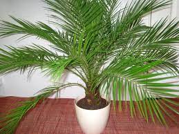 Финиковая пальма — необычное экзотическое растение, прибывшее из тропиков азии и африки, уже очень давно появилось и в наших широтах. Finikovaya Palma Uhod V Domashnih Usloviyah Vyrashivanie Iz Kostochki