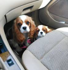Cavalier King Charles Spaniel Graceful And Affectionate Sevimli Kopek Yavrulari Hayvan Mizahi Ve Kedi Kopek