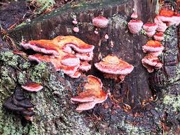 Image result for Adenodolichos rhomboideus