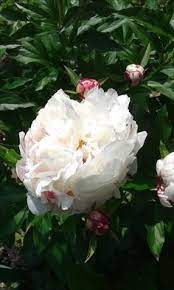 Peony 'eskimo pie' is one of the many white peonies that we grow at peony nursery 'peony shop holland'. 34 Herbaceous Peonies Ideas Peonies Plants Flowers