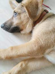 Airedale terrier welpen suchen liebevolles zuhause. 3 Monate Alter Welpe Sucht Neues Zuhause 897969