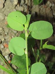 Image result for Alysicarpus