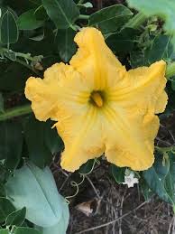Image result for Cucurbita maxima