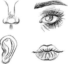 First of all you need to know basic drawing. 18 018 Best Nose Sketch Images Stock Photos Vectors Adobe Stock