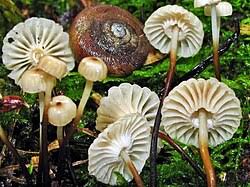 Image result for Marasmius rotula