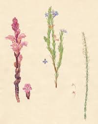 Image result for Harveya