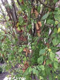 Many of the newer flowering crabapples are disease resistant or tolerant. Crab Apples Looking Rough Onnurserycrops Blogonnurserycrops Blog