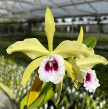 Image result for Cavacoa aurea