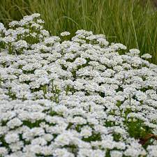 Iberis Sempervirens Alexander S White Walters Gardens Inc