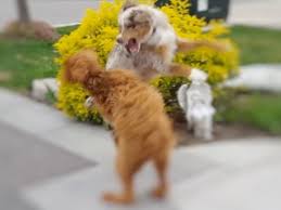 It's fun to observe your puppy and to work out which breed characteristics he is displaying at any given time. Charlie The Goldendoodle Vs Chase The Australian Shepherd Puppies Youtube