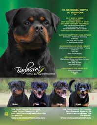 Favorite this post jun 20 Pin On Total Rottweiler Magazine