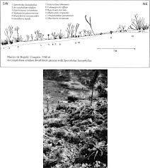 Image result for Melinis effusa