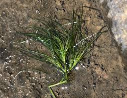 Image result for Isoetes welwitschii