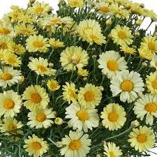 Image result for Argyranthemum