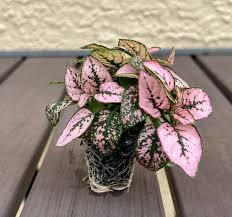 Image result for Hypoestes