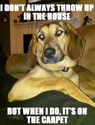 Ladybird The World S Most Interesting Dog I Don T Always Throw Up In The House But When I Do It S On T Funny Cute Funny Animals Funny Animal Pictures