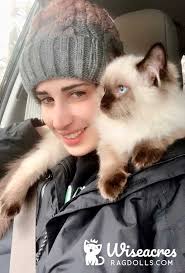 Gallery of Seal Ragdoll or Seal Point Ragdoll Kittens