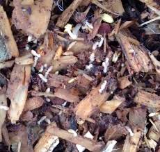 Woodchips Act Like Breadcrumbs To Attract Termites To Your Home Pest Control Termites Food
