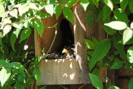 Image result for Flyte Blackbird Nest Box