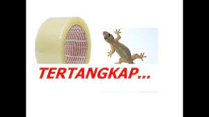 Membuat Perangkap Cicak Lizard Trap Youtube Cara membuat perangkap cicak, sederhana dan mudah menggunakan botol mineral. membuat perangkap cicak lizard trap