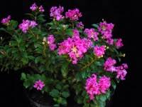 Shop for crape myrtles wall art from the world's greatest living artists. Crape Myrtle Ebony Glow Lagerstroemia Clusters Of Blush Pink Nearly White Blooms With Black Foliage Zone 7
