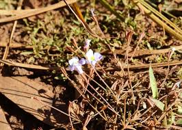 Image result for Mimulus gracilis