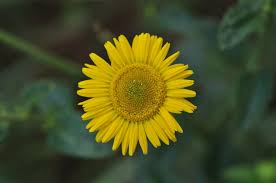 Image result for Anisopappus chinensis