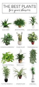 Shower Plants In 2021 Shower Plant Plants Best Bathroom Plants
