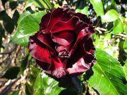 We did not find results for: Camellia Japonica Black Magic Plant Lust