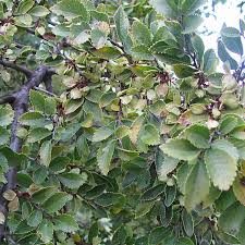 Image result for Ulmus parvifolia