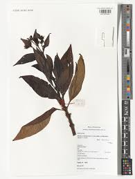 Image result for Pentas schimperi