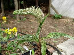 Image result for Ledebouria Unidentified sp. no6.