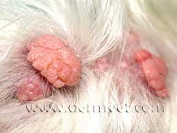See table 1 for a list of cytologic characteristics. Dermatology Clinic For Animals Sebaceous Adenoma In Tacoma Wa Dermatology Clinic For Animals