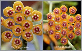 Waymaniae And Endauensis 1 Vermont Hoyas Succulents Hoya Plants Plants