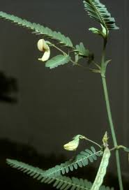 Image result for Aeschynomene indica