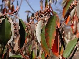 Image result for Croton gratissimus