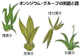 オンシジウムとは ヤサシイエンゲイ