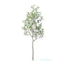Apple Tree With Flowers 3d Model 2 7m Flowering Trees Apple Tree Flowers
