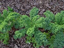 To grow baby kale, plant seeds about 1/2 inch deep in your garden or in a wide, shallow container. Kale Gardening Solutions University Of Florida Institute Of Food And Agricultural Sciences