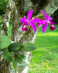 Image result for Ypsilopus zimbabweensis