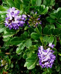 If you want to find even more hill. Mountain Laurel Is A Central Texas Favorite