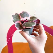 Image result for Begonia poculifera