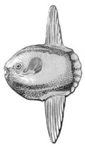 Der mondfisch ist der schwerste knochenfisch der welt, der in warmen weltmeeren vorkommt. Mondfische Lexikon Der Biologie