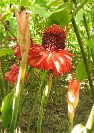 Image result for Laggera elatior