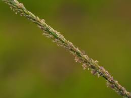 Image result for Sporobolus molleri