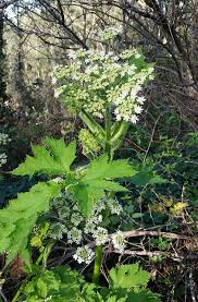 Image result for Heracleum