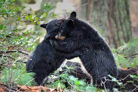The great smoky mountains are home to some of the most stunning waterfalls in the nation. 10 Shocking Facts About Smoky Mountain Wildlife